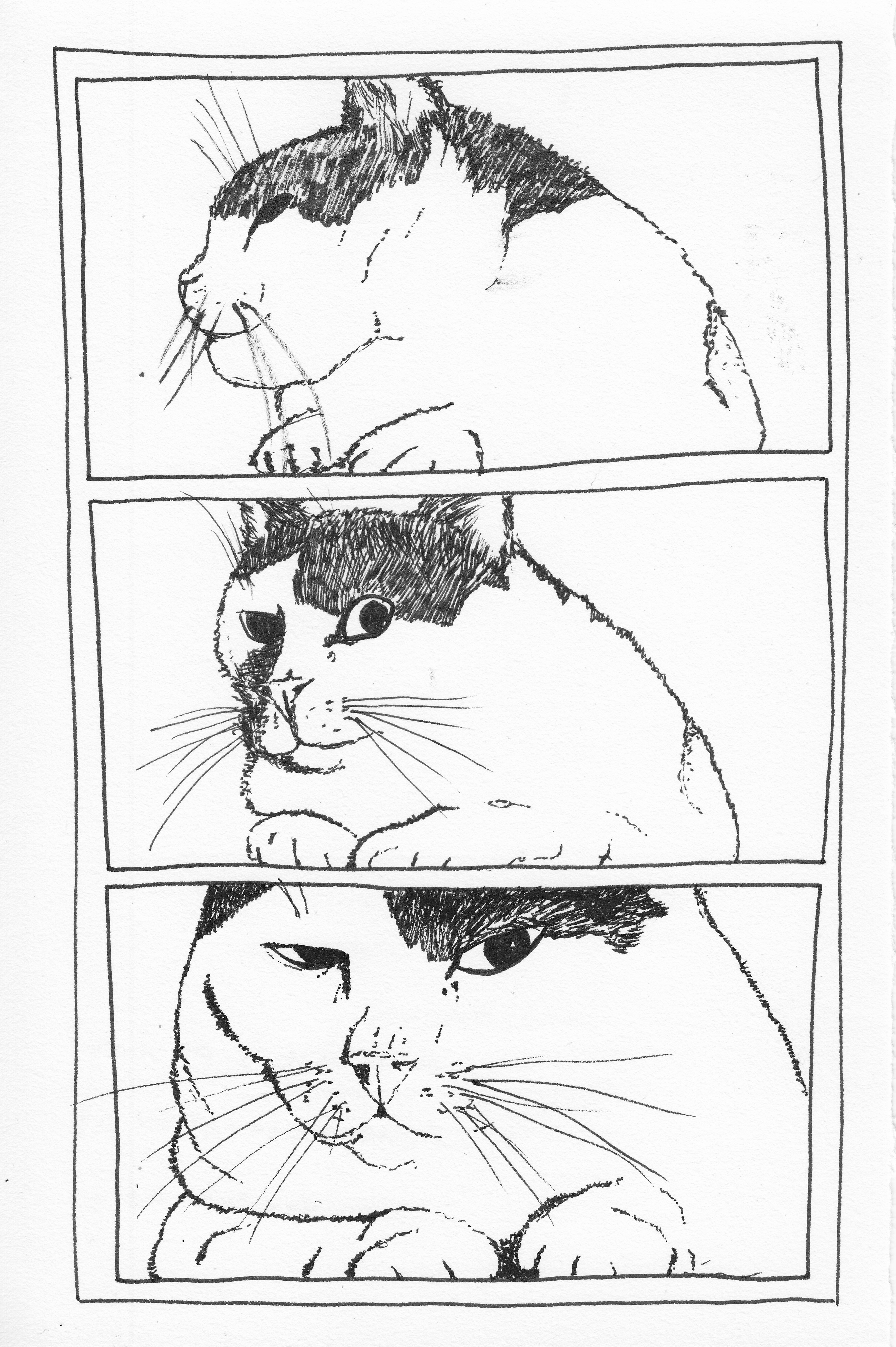 Pontus the cat, drawn in 3 ways.