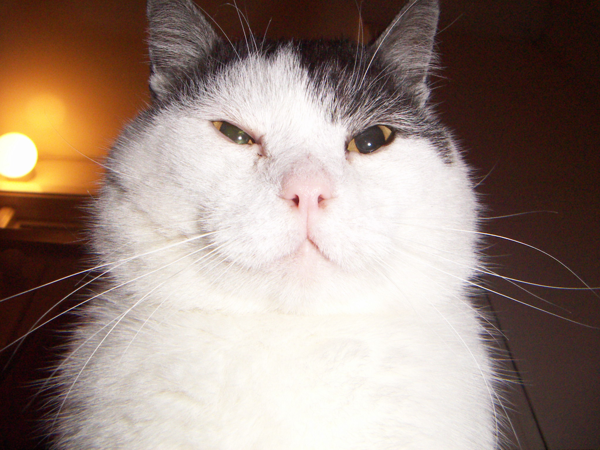 Picture of a cat called Pontus.